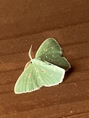 Comostola subtiliaria