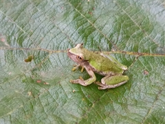 Exerodonta smaragdina