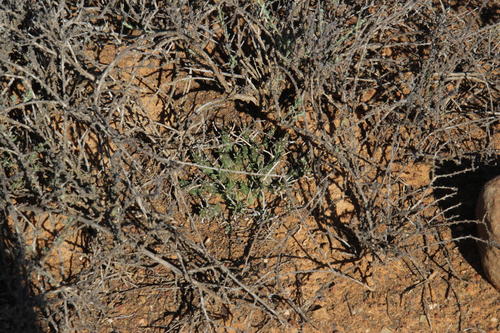 Euphorbia decepta