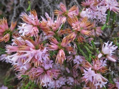 Andersonia parvifolia