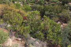 Hyaenanche globosa