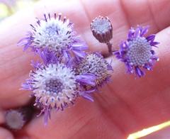 Senecio polyodon subglaber