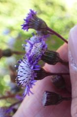 Senecio polyodon subglaber