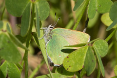 Callophrys dumetorum