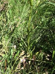 Senecio polyodon subglaber