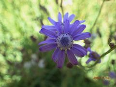 Senecio polyodon subglaber