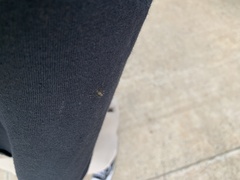 Coquillettidia perturbans