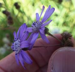 Senecio polyodon subglaber