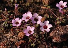 Oxalis oculifera
