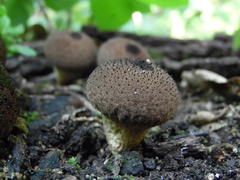 Lycoperdon nigrescens
