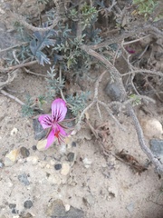 Pelargonium suburbanum