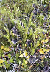 Spinulum annotinum alpestre