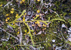 Spinulum annotinum alpestre