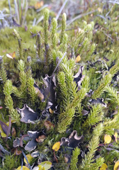 Spinulum annotinum alpestre