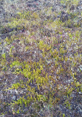 Spinulum annotinum alpestre