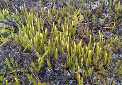 Spinulum annotinum alpestre