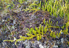 Spinulum annotinum alpestre