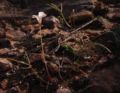 Oxalis oligophylla