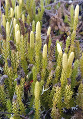 Spinulum annotinum alpestre