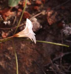 Oxalis oligophylla
