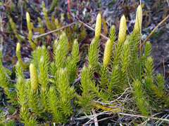 Spinulum annotinum alpestre