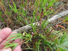 Lampranthus tenuifolius