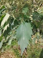 Cyclachaena xanthiifolia