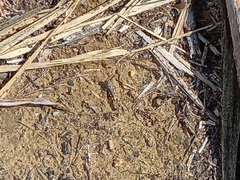 Acrotylus insubricus