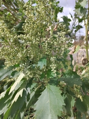 Cyclachaena xanthiifolia