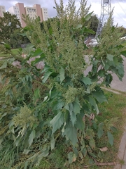 Cyclachaena xanthiifolia