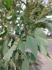 Cyclachaena xanthiifolia