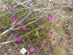 Lampranthus tenuifolius