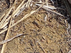 Acrotylus insubricus