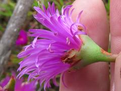 Lampranthus tenuifolius