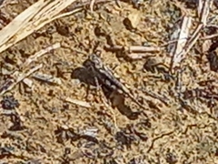 Acrotylus insubricus