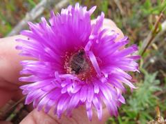 Lampranthus tenuifolius