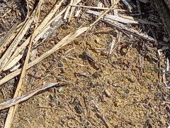 Acrotylus insubricus