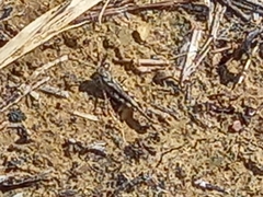 Acrotylus insubricus