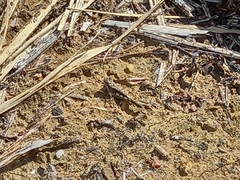 Acrotylus insubricus