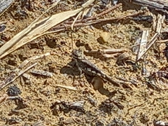 Acrotylus insubricus