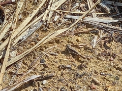 Acrotylus insubricus