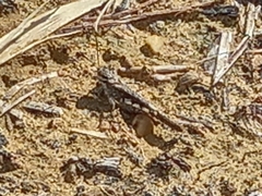 Acrotylus insubricus