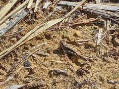 Acrotylus insubricus