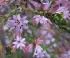 Andersonia parvifolia