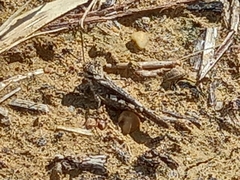 Acrotylus insubricus