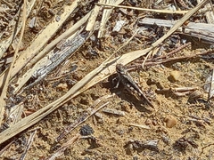 Acrotylus insubricus