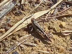 Acrotylus insubricus