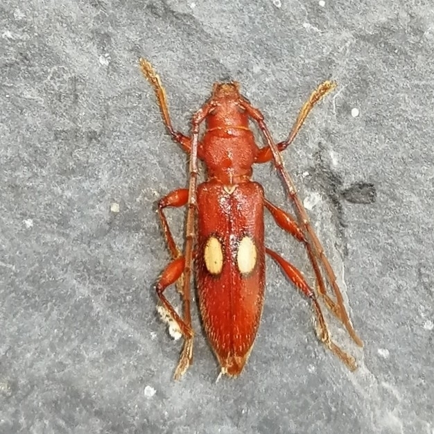Periboeum ocellatum