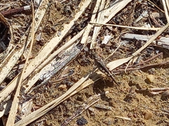 Acrotylus insubricus