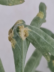 Puccinia chrysanthemi